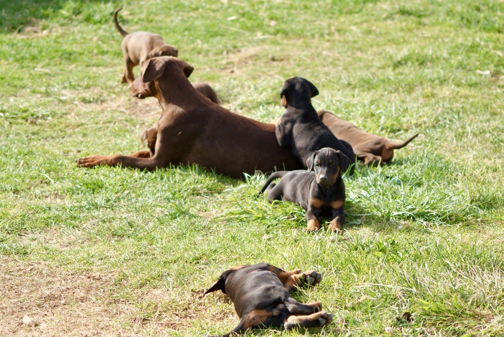 chiot Dobermann des Seigneurs de la Vallée de l'Isle