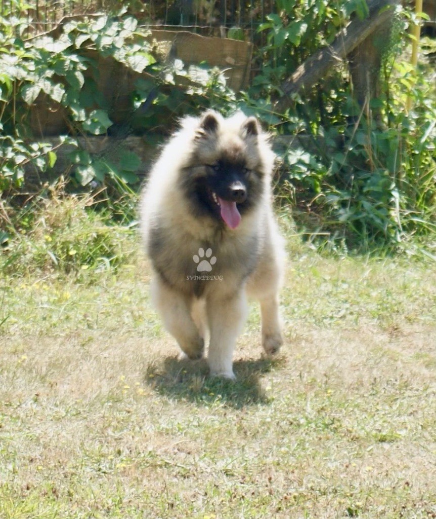 des Seigneurs de la Vallée de l'Isle - Chiot disponible  - Spitz allemand