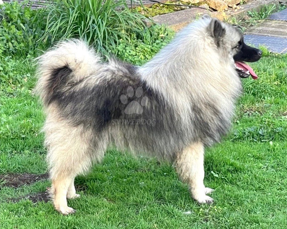 chiot Spitz allemand des Seigneurs de la Vallée de l'Isle