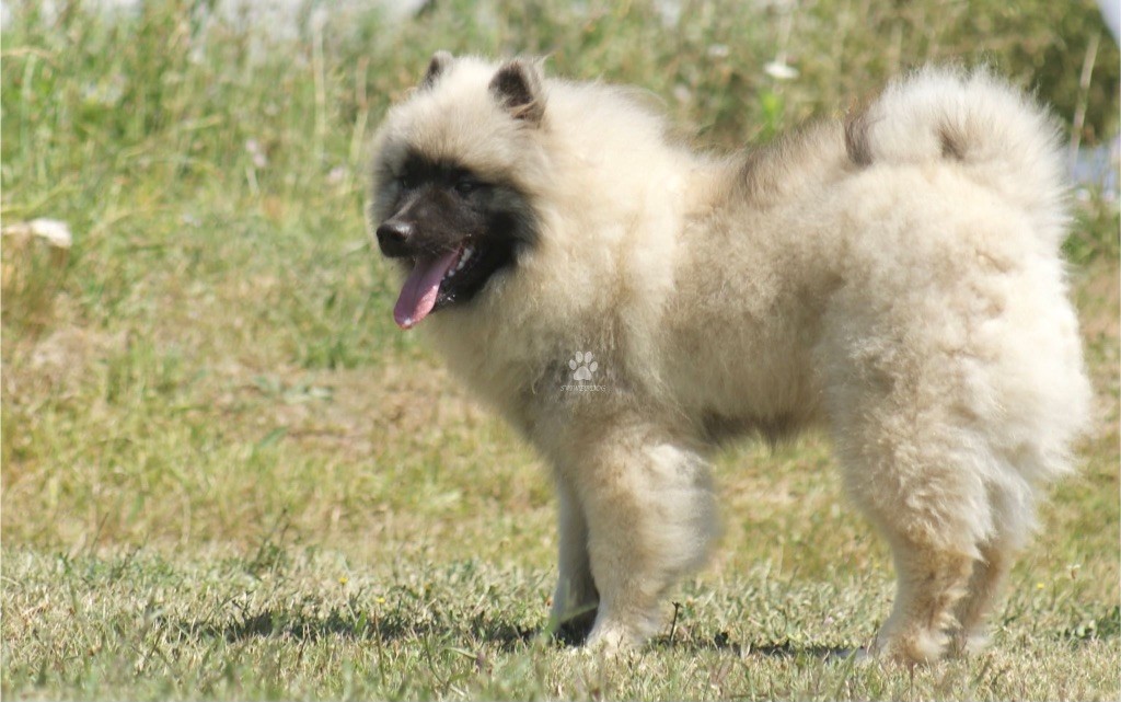 des Seigneurs de la Vallée de l'Isle - Chiot disponible  - Spitz allemand