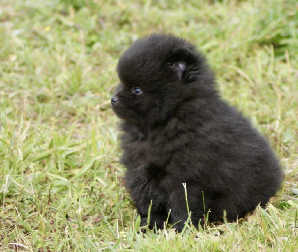 des Seigneurs de la Vallée de l'Isle - Chiot disponible  - Spitz allemand