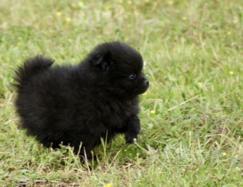 chiot Spitz allemand des Seigneurs de la Vallée de l'Isle