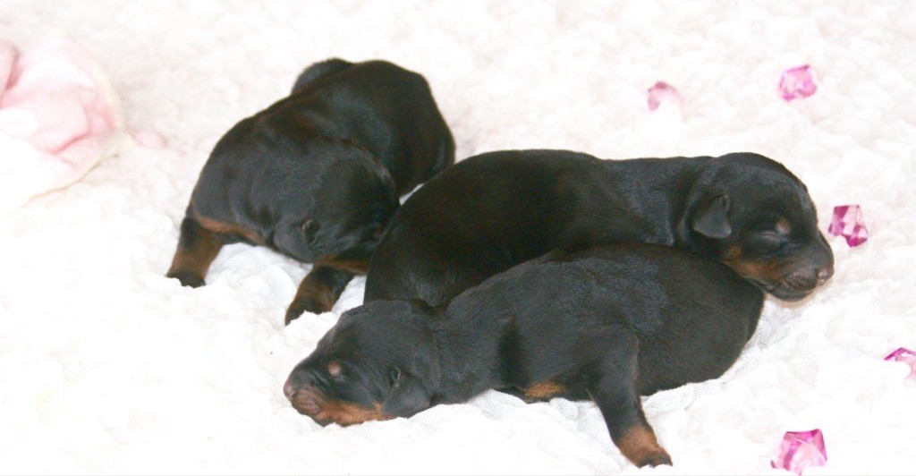 des Seigneurs de la Vallée de l'Isle - Chiot disponible  - Dobermann