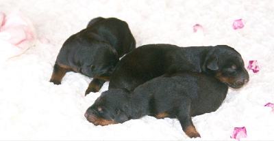 Femelle Dobermann noir & feu LOF QC