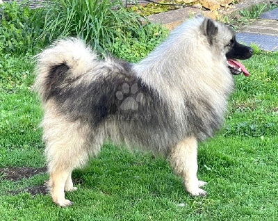 Superbe jeune mâle Spitz LOUP LOF