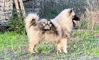 Superbe jeune mâle Spitz LOUP LOF