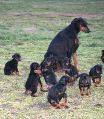 des Seigneurs de la Vallée de l'Isle - Dobermann - Portée née le 02/08/2024