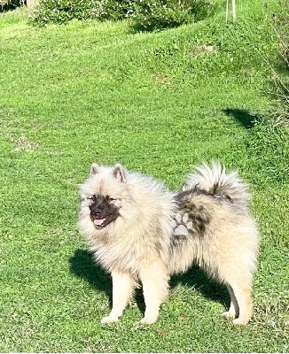 Superbe jeune mâle Spitz LOUP LOF