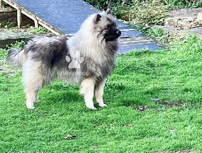 Superbe jeune mâle Spitz LOUP LOF