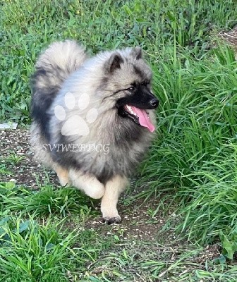 Superbe jeune mâle Spitz LOUP LOF