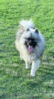 Superbe jeune mâle Spitz LOUP LOF