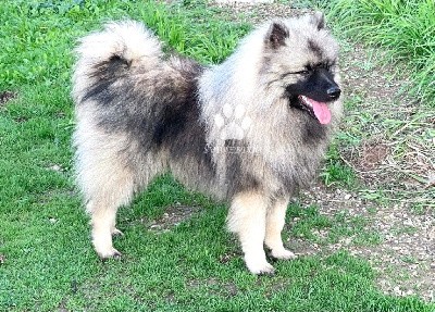 Superbe jeune mâle Spitz LOUP LOF