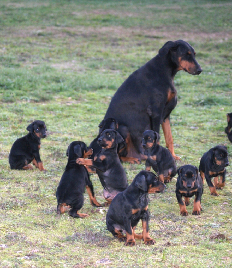 chiot Dobermann des Seigneurs de la Vallée de l'Isle