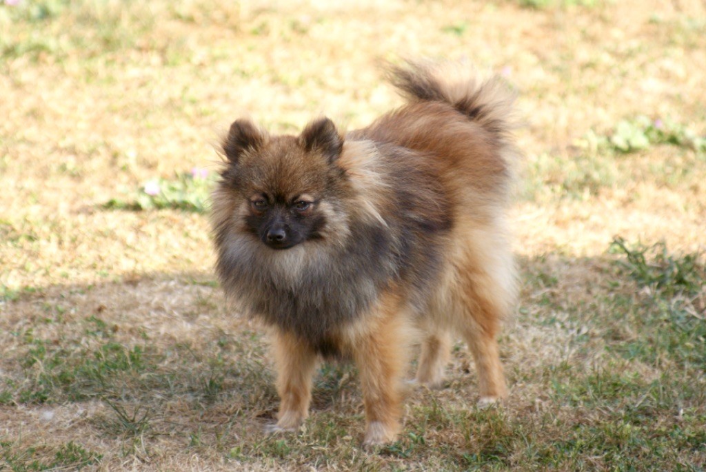 des Seigneurs de la Vallée de l'Isle - Chiot disponible  - Spitz allemand