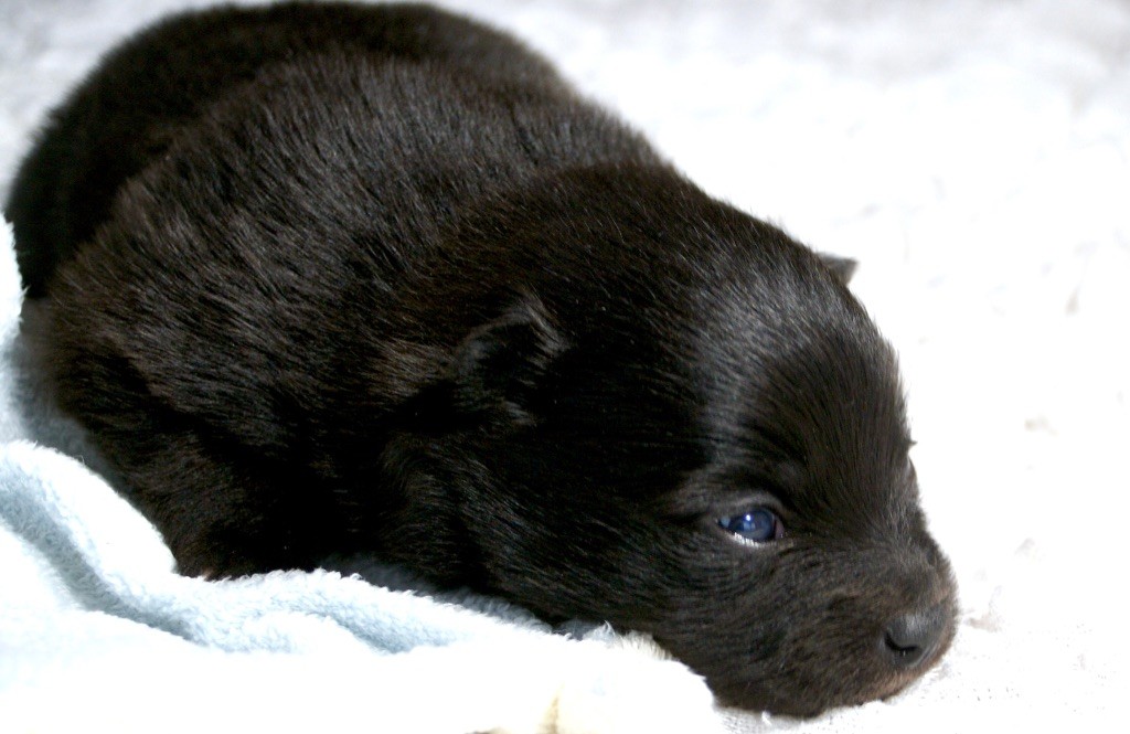 des Seigneurs de la Vallée de l'Isle - Chiot disponible  - Spitz allemand