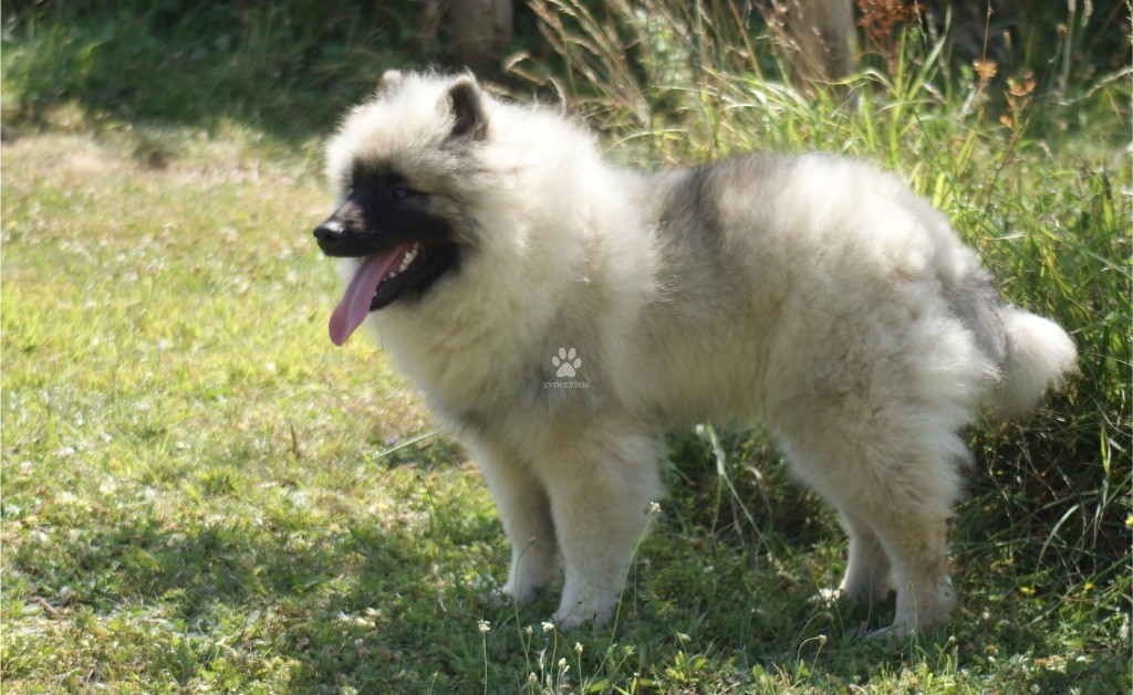 des Seigneurs de la Vallée de l'Isle - Chiot disponible  - Spitz allemand