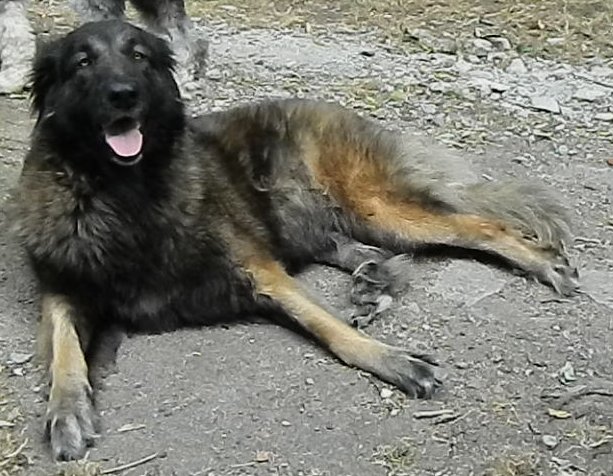 Darnia des Seigneurs de la Vallée de l'Isle
