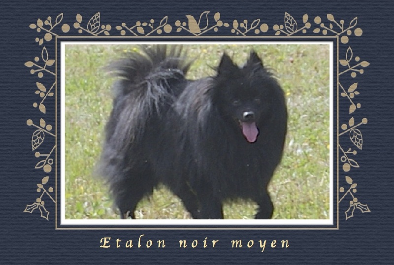 Di don des Crocs de la Moliere