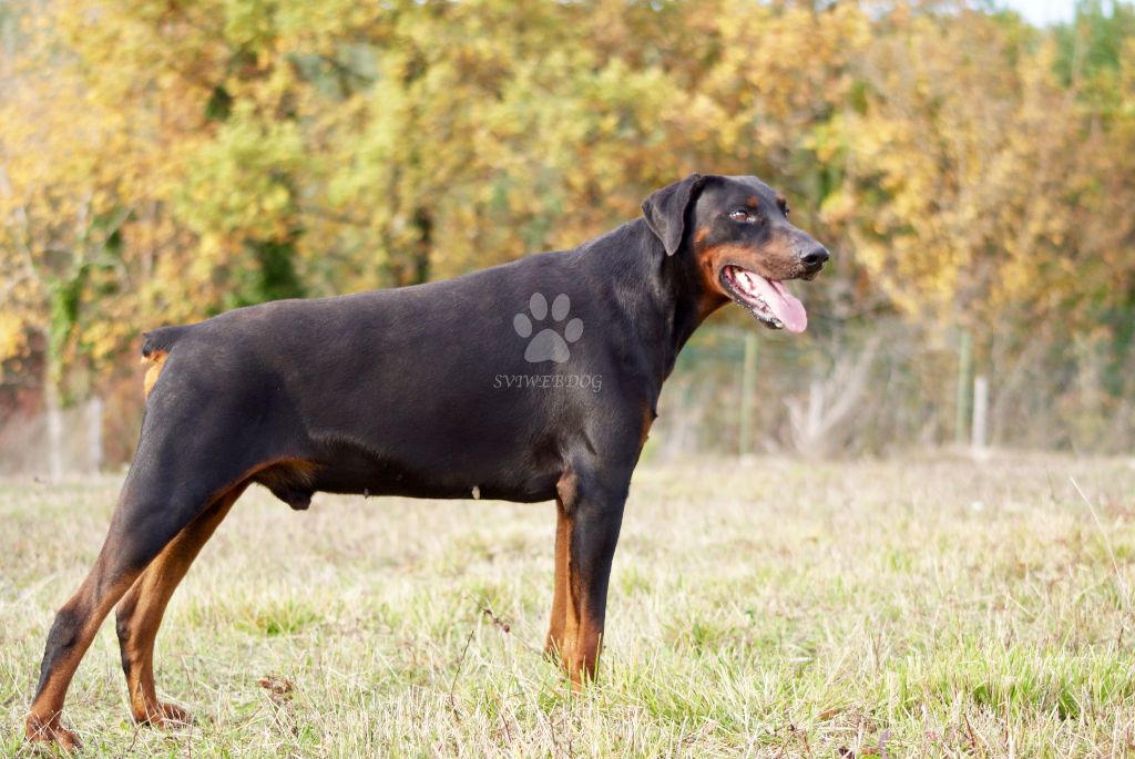 Jason des Seigneurs de la Vallée de l'Isle