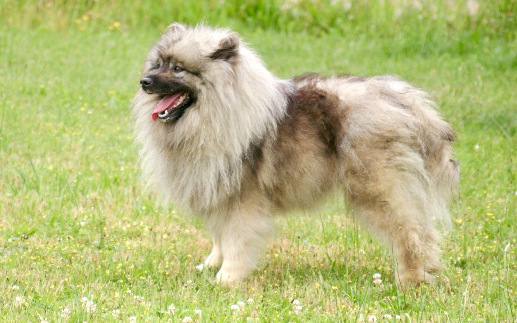 Tundra des Seigneurs de la Vallée de l'Isle