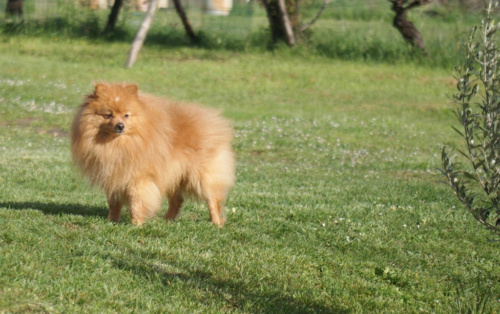 S rad des Seigneurs de la Vallée de l'Isle