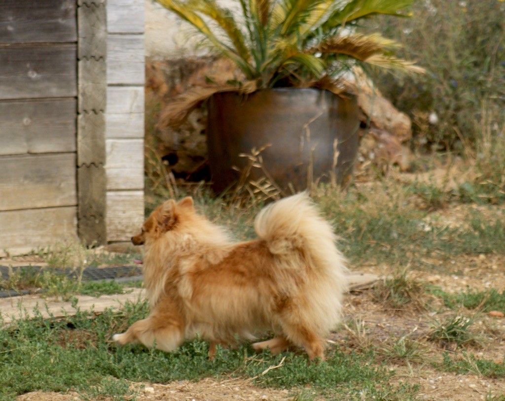Uma des Seigneurs de la Vallée de l'Isle