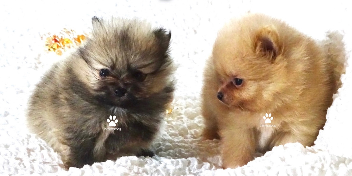 BB Teacup poms LOF oranges disponibles