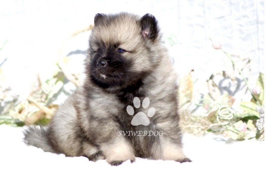 Les bébébs Spitz loup LOF sont nés !
