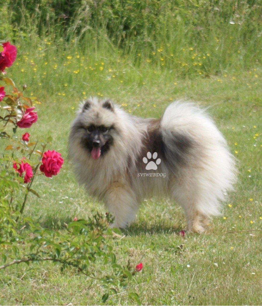 Jeune mâle Spitz Allemand Loup LOF
