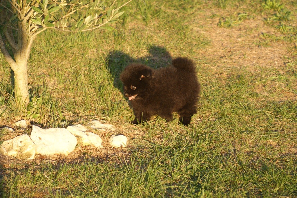 des Seigneurs de la Vallée de l'Isle - Chiots disponibles - Spitz allemand