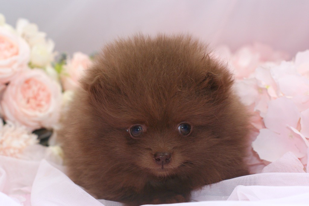 des Seigneurs de la Vallée de l'Isle - Chiots disponibles - Spitz allemand