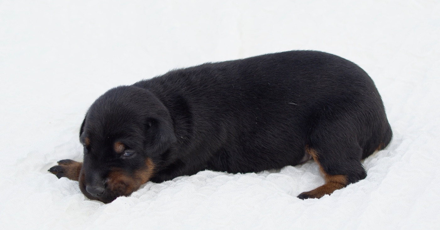 des Seigneurs de la Vallée de l'Isle - Chiots disponibles - Dobermann