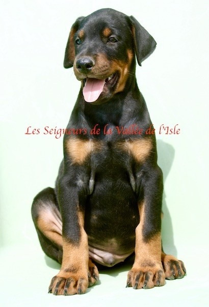 Chiot Dobermann des Seigneurs de la Vallée de l'Isle