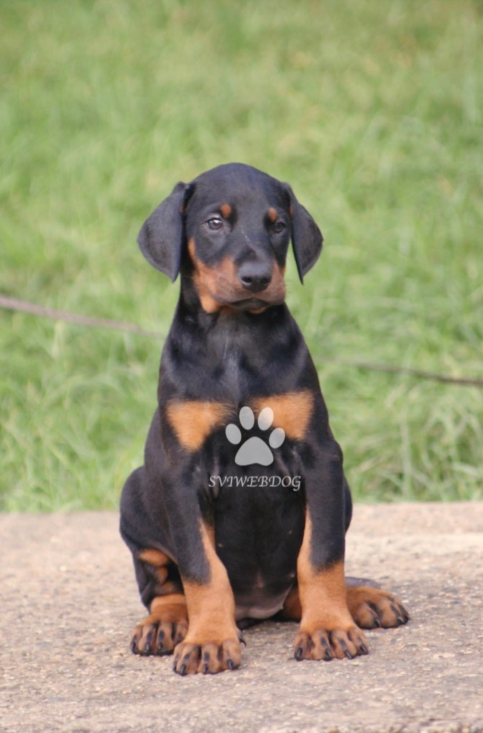 Chiot Dobermann des Seigneurs de la Vallée de l'Isle