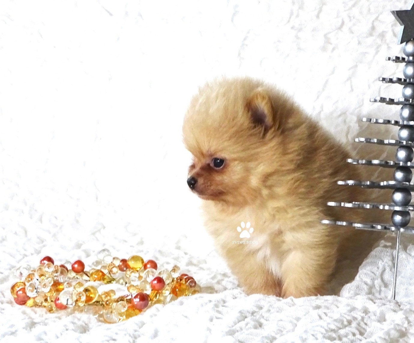 des Seigneurs de la Vallée de l'Isle - Chiots disponibles - Spitz allemand