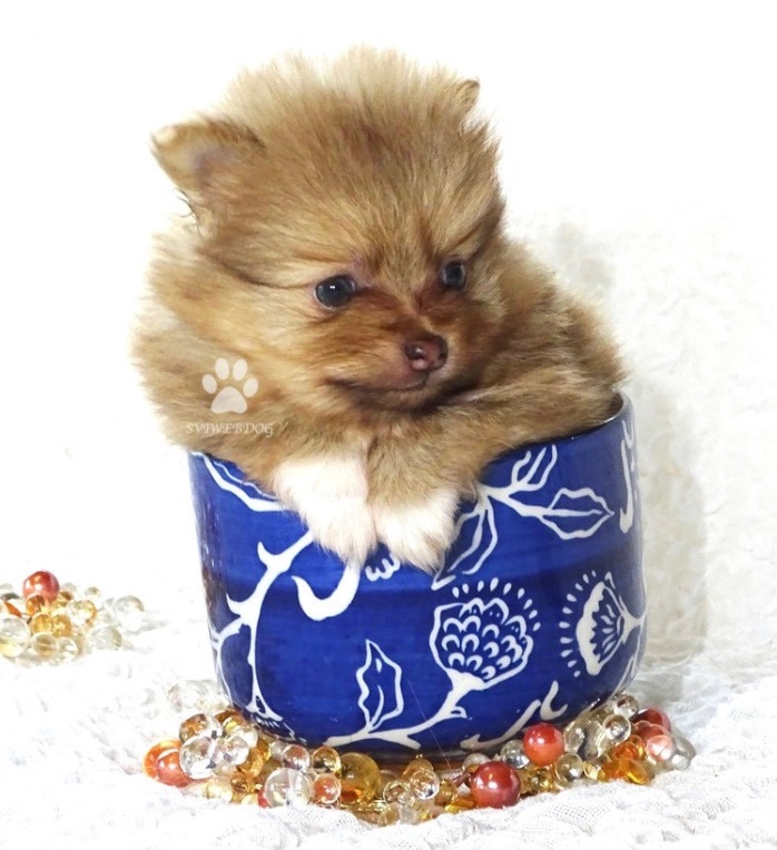 des Seigneurs de la Vallée de l'Isle - Chiots disponibles - Spitz allemand