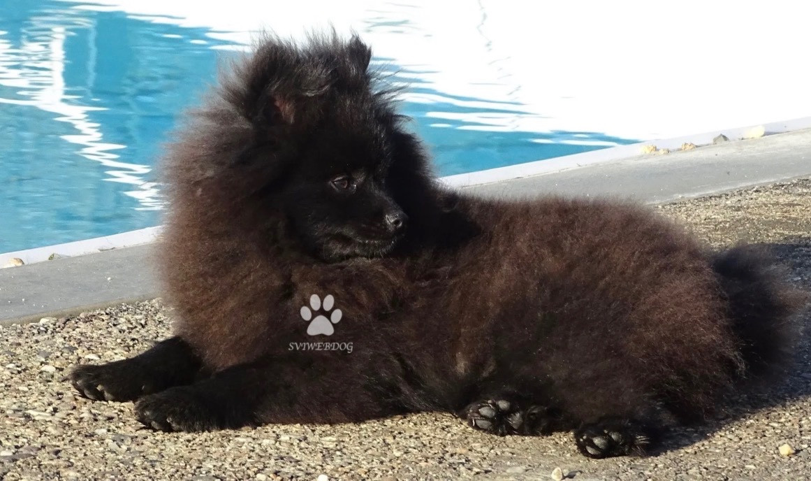 des Seigneurs de la Vallée de l'Isle - Chiots disponibles - Spitz allemand