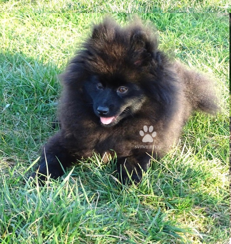 des Seigneurs de la Vallée de l'Isle - Chiots disponibles - Spitz allemand