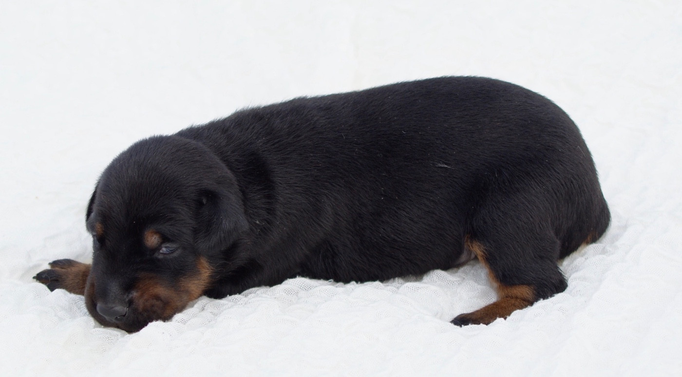 des Seigneurs de la Vallée de l'Isle - Chiots disponibles - Dobermann