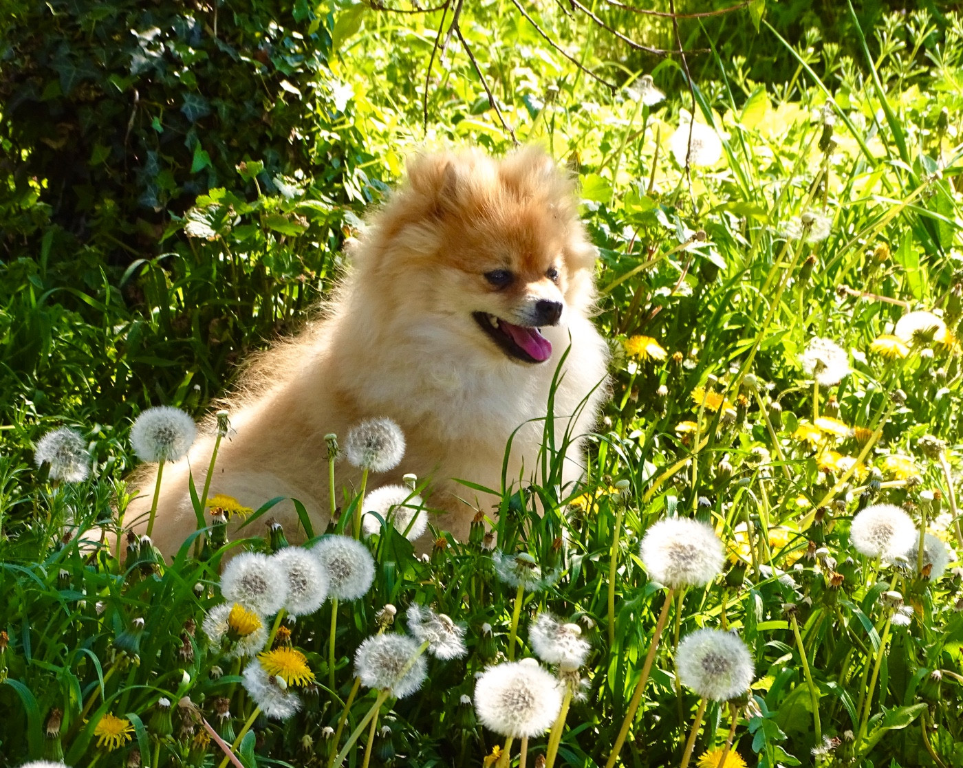 des Seigneurs de la Vallée de l'Isle - Chiots disponibles - Spitz allemand