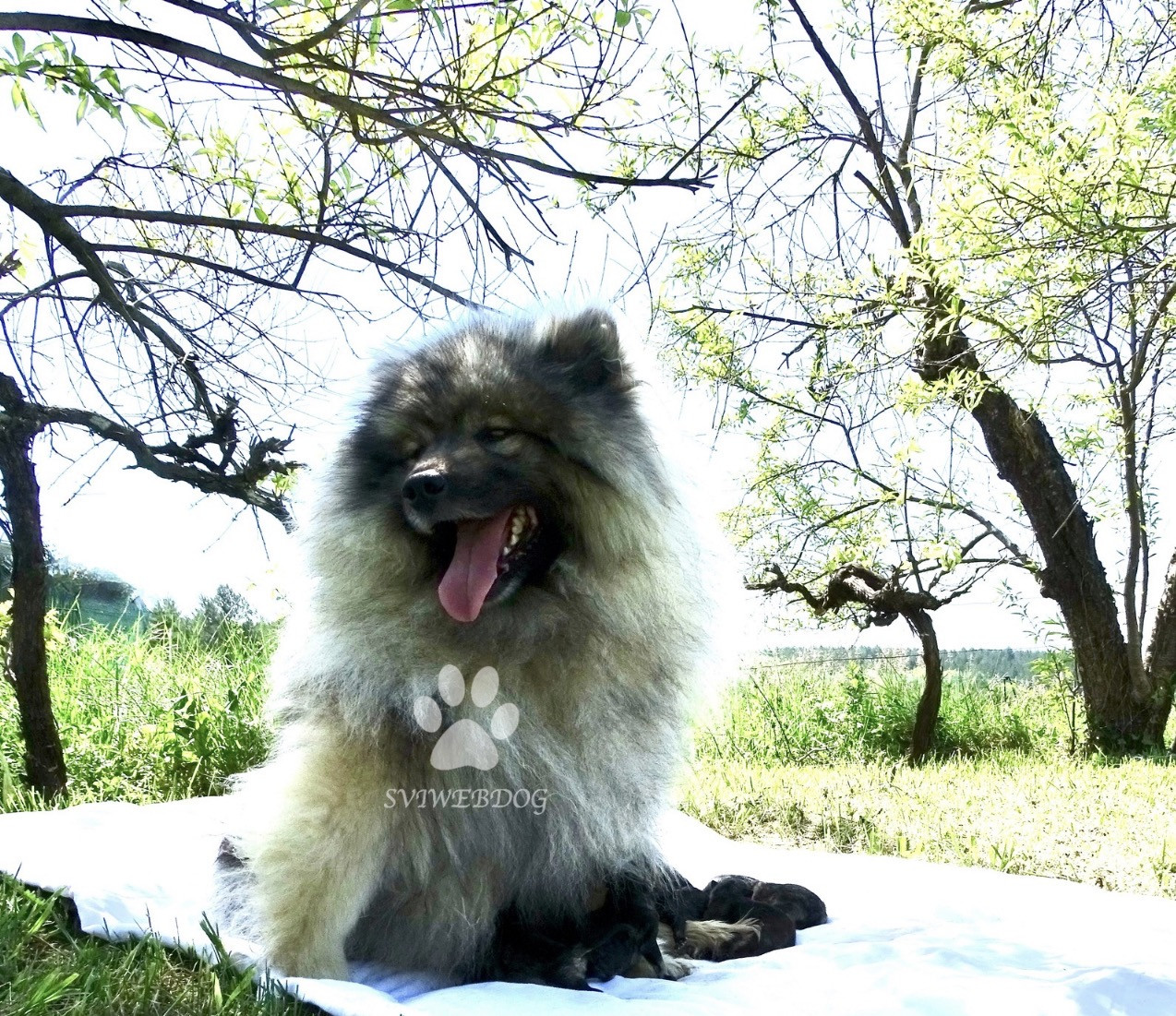 des Seigneurs de la Vallée de l'Isle - Spitz allemand - Portée née le 18/04/2026