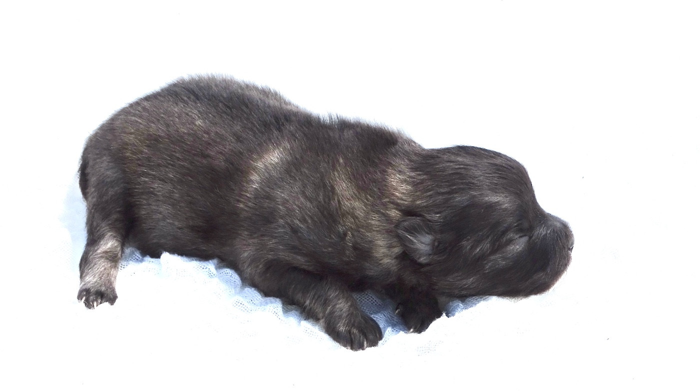 des Seigneurs de la Vallée de l'Isle - Chiots disponibles - Spitz allemand