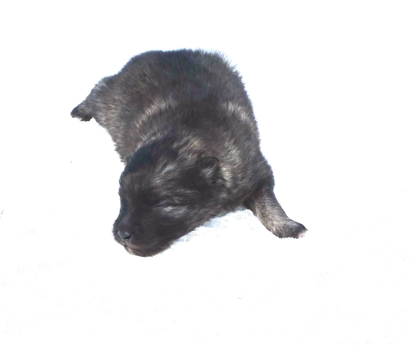 des Seigneurs de la Vallée de l'Isle - Chiots disponibles - Spitz allemand