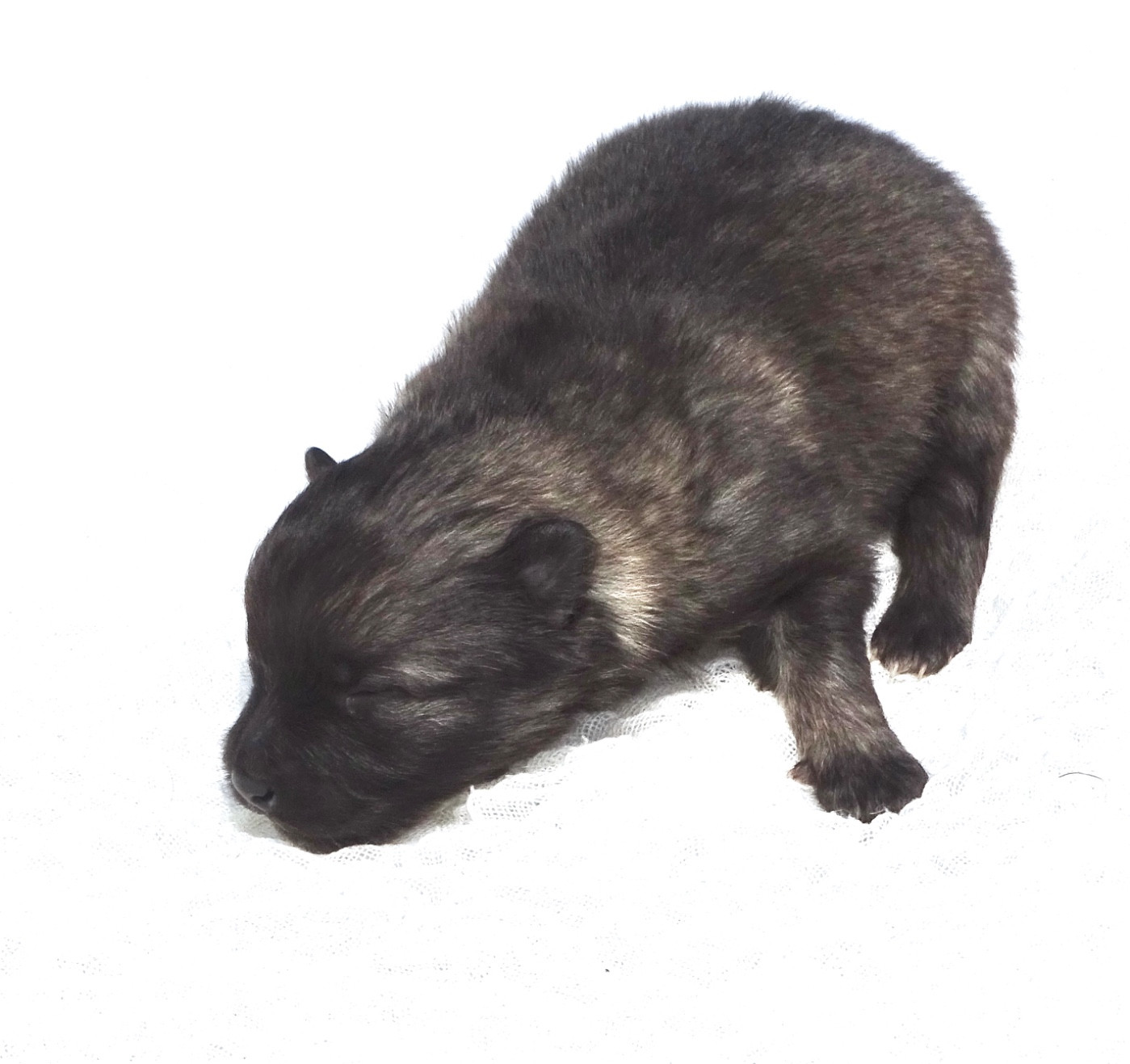 des Seigneurs de la Vallée de l'Isle - Chiots disponibles - Spitz allemand