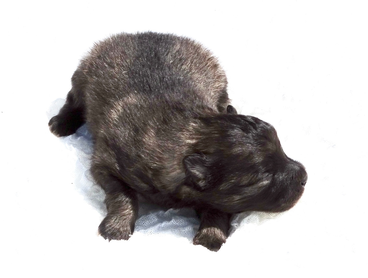 des Seigneurs de la Vallée de l'Isle - Chiots disponibles - Spitz allemand