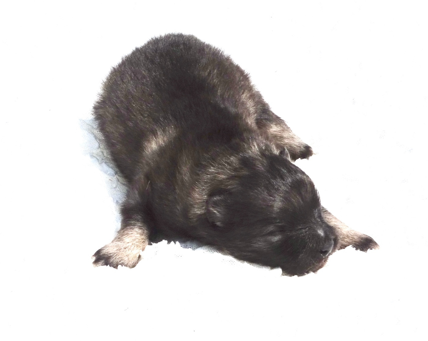 des Seigneurs de la Vallée de l'Isle - Chiots disponibles - Spitz allemand