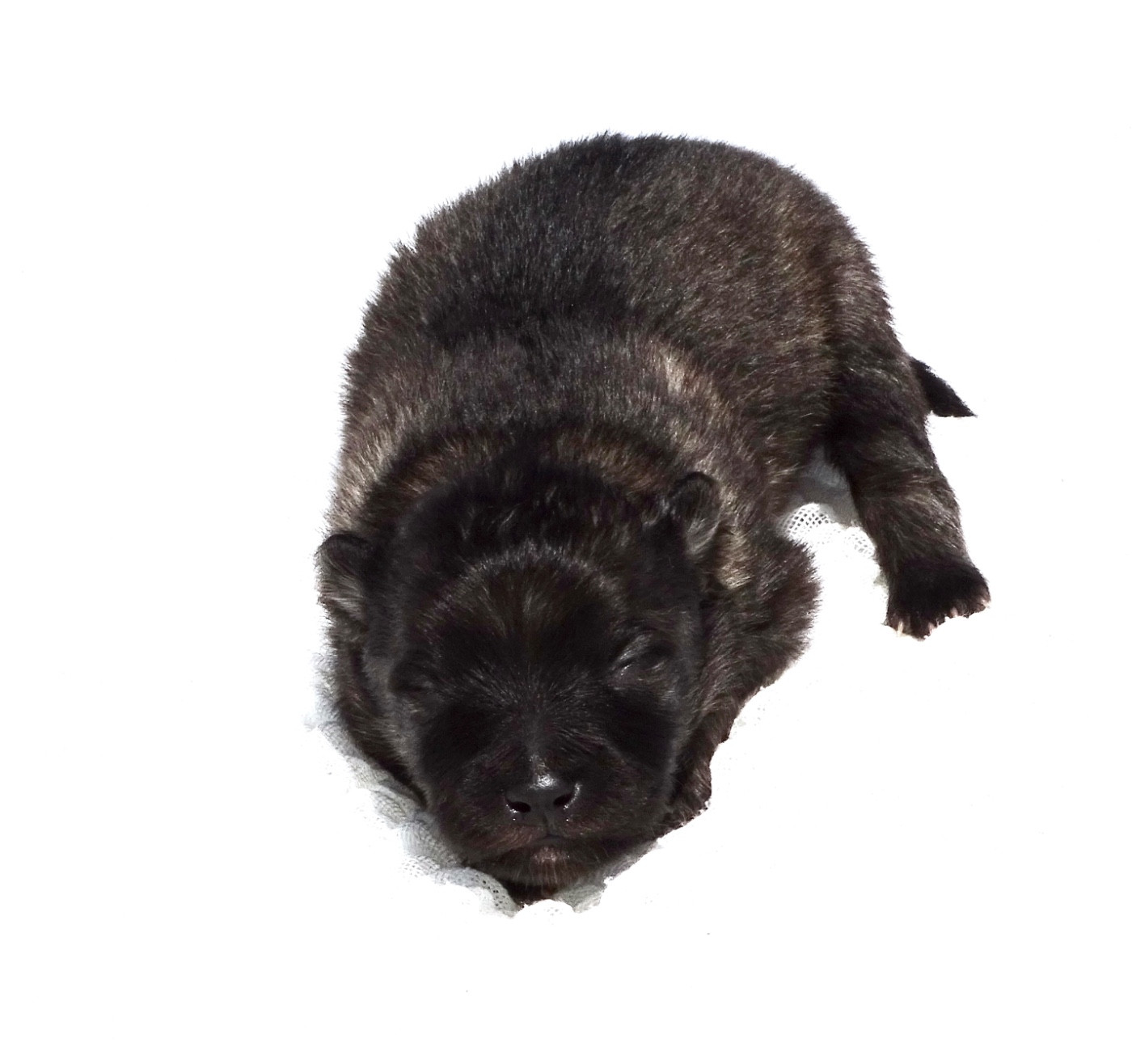 des Seigneurs de la Vallée de l'Isle - Chiots disponibles - Spitz allemand