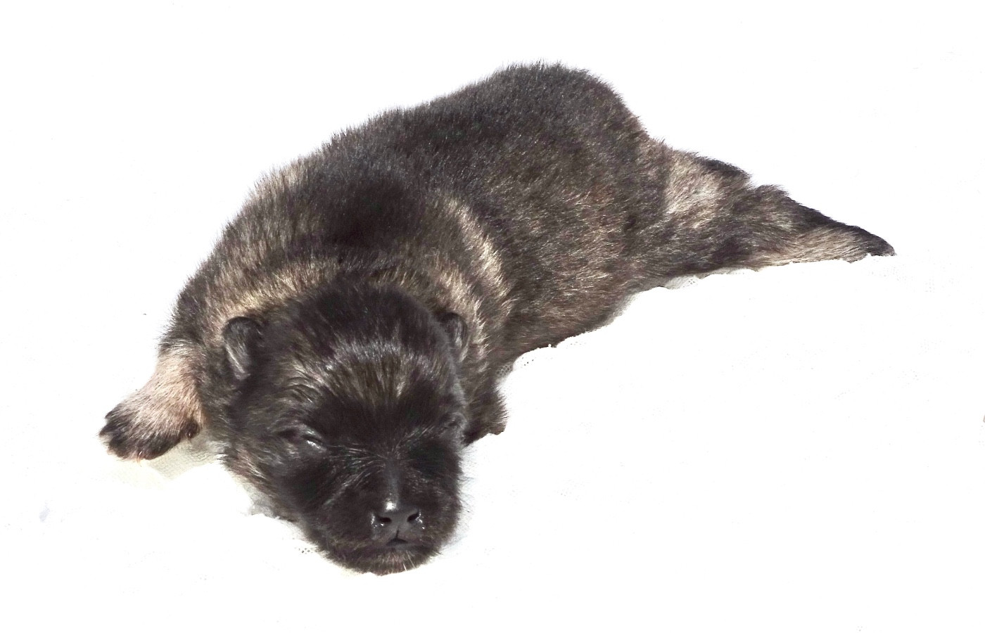 des Seigneurs de la Vallée de l'Isle - Chiots disponibles - Spitz allemand