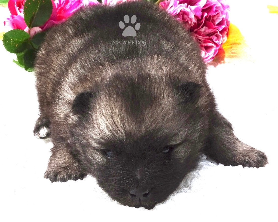 des Seigneurs de la Vallée de l'Isle - Chiots disponibles - Spitz allemand