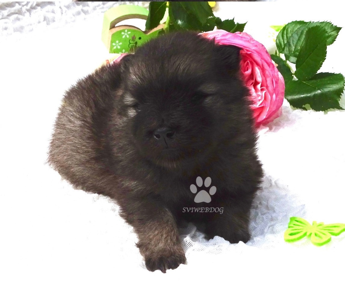 des Seigneurs de la Vallée de l'Isle - Chiots disponibles - Spitz allemand